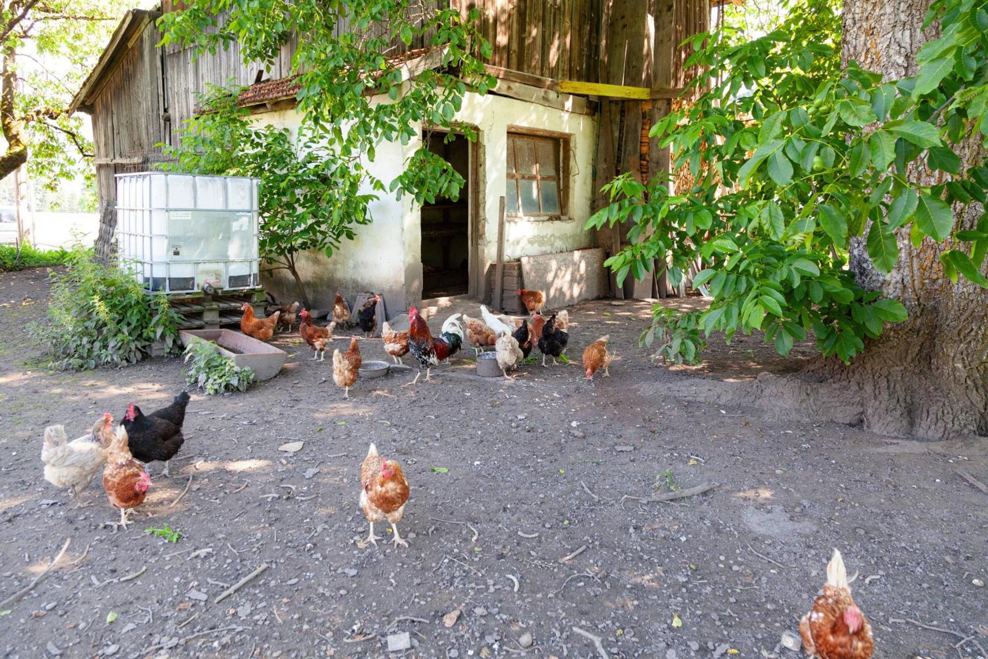 Gaestehaus Weber Oberperfuss Dış mekan fotoğraf